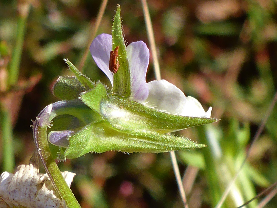 Hairy green sepals