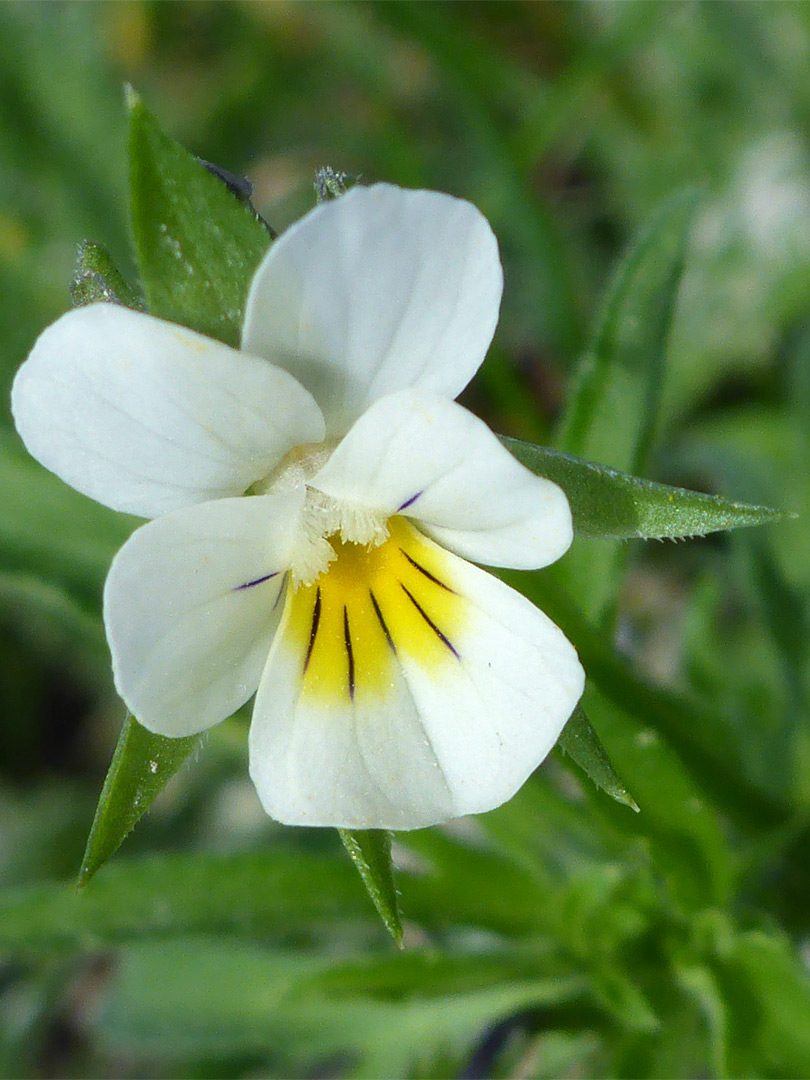 Yellow and white flower