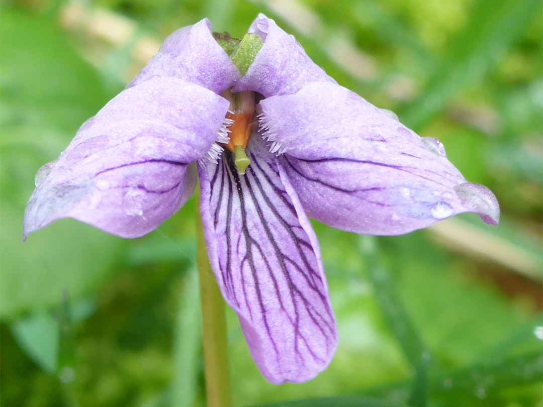 Marsh violet
