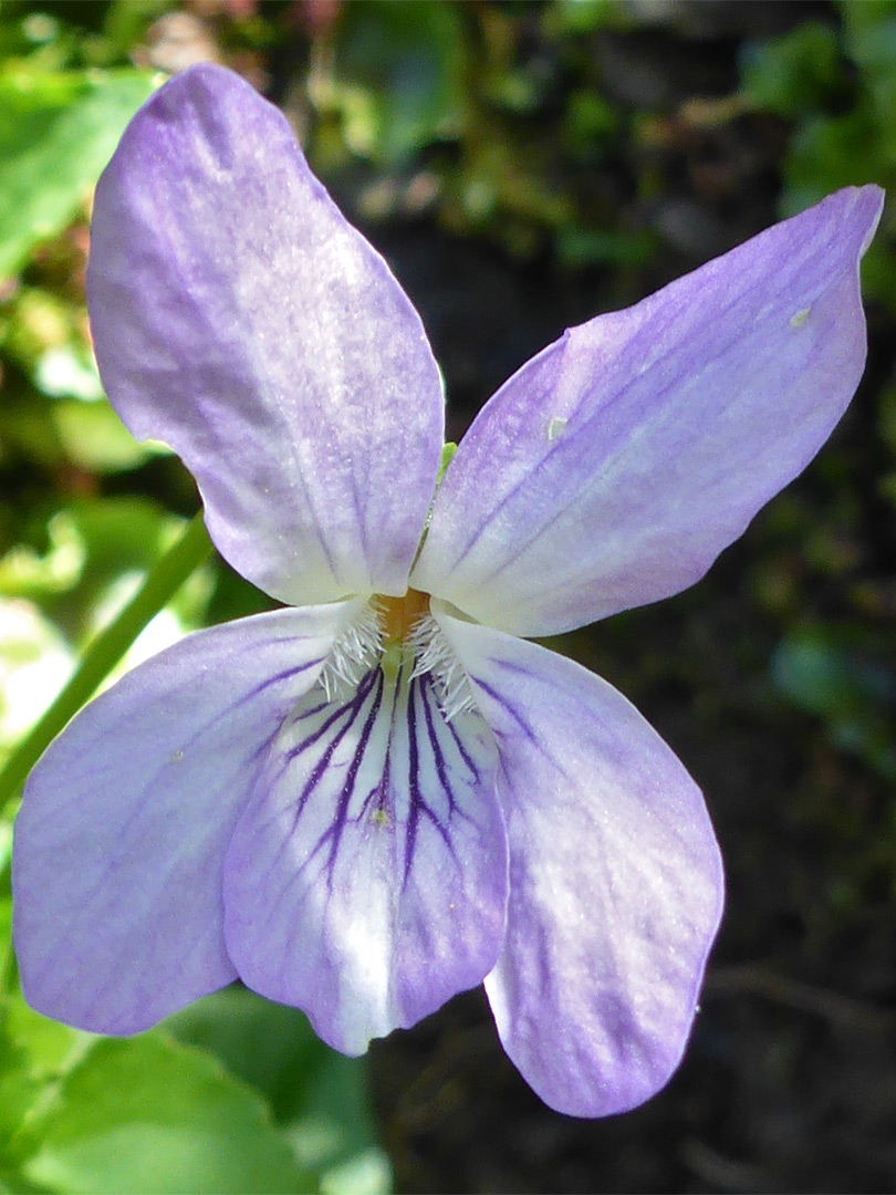 Marsh violet