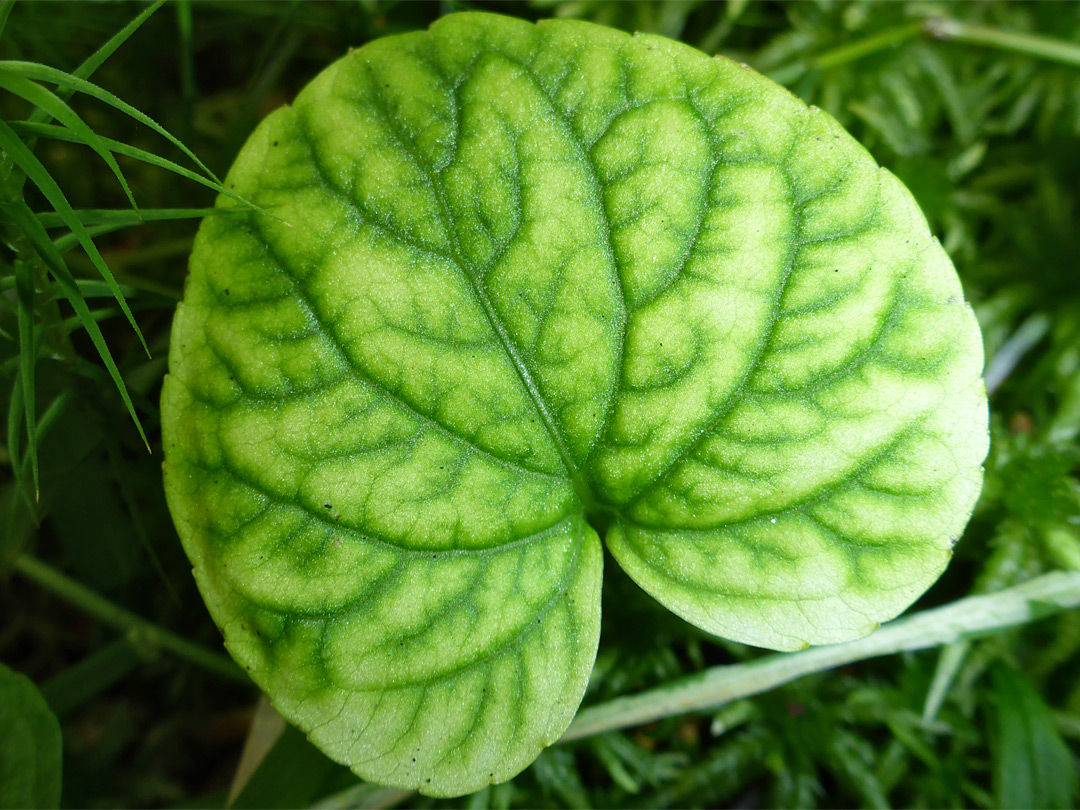 Prominently-veined leaf