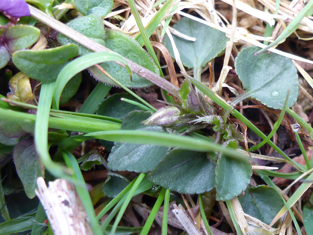 Basal leaves