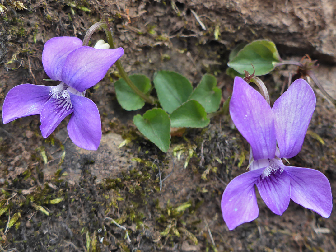 Common dog-violet