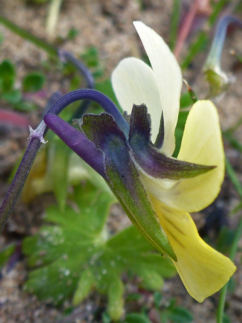 Pointed sepals