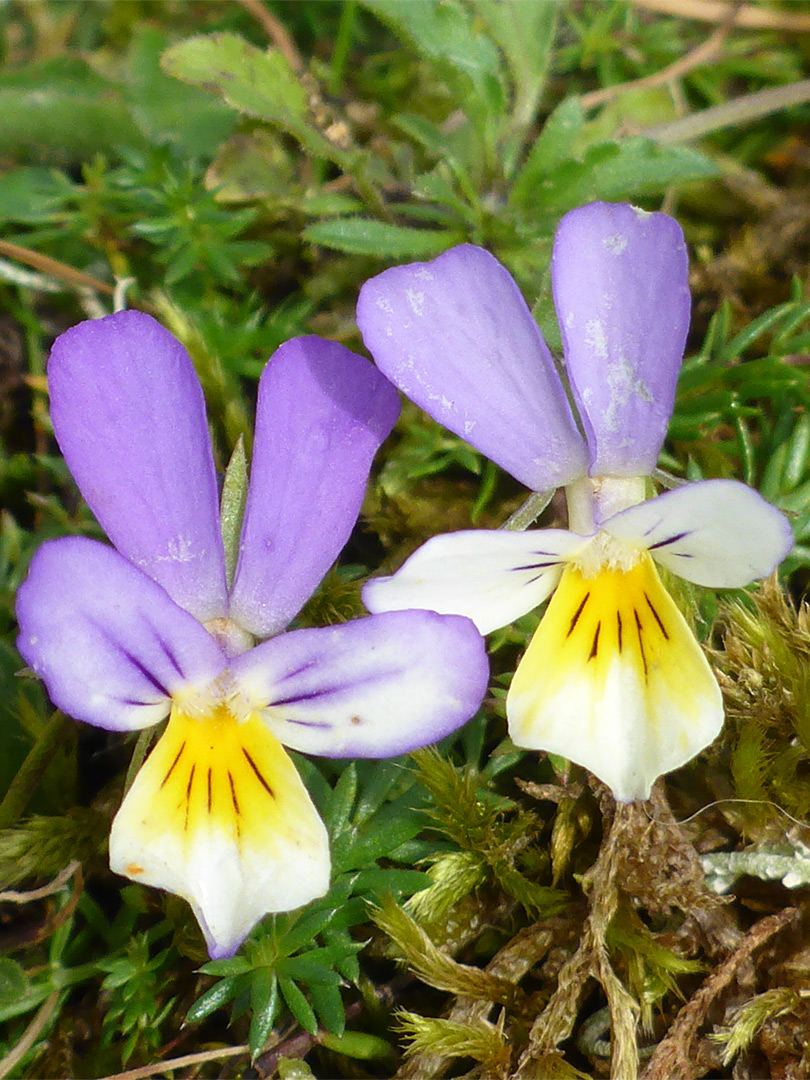 Pair of flowers