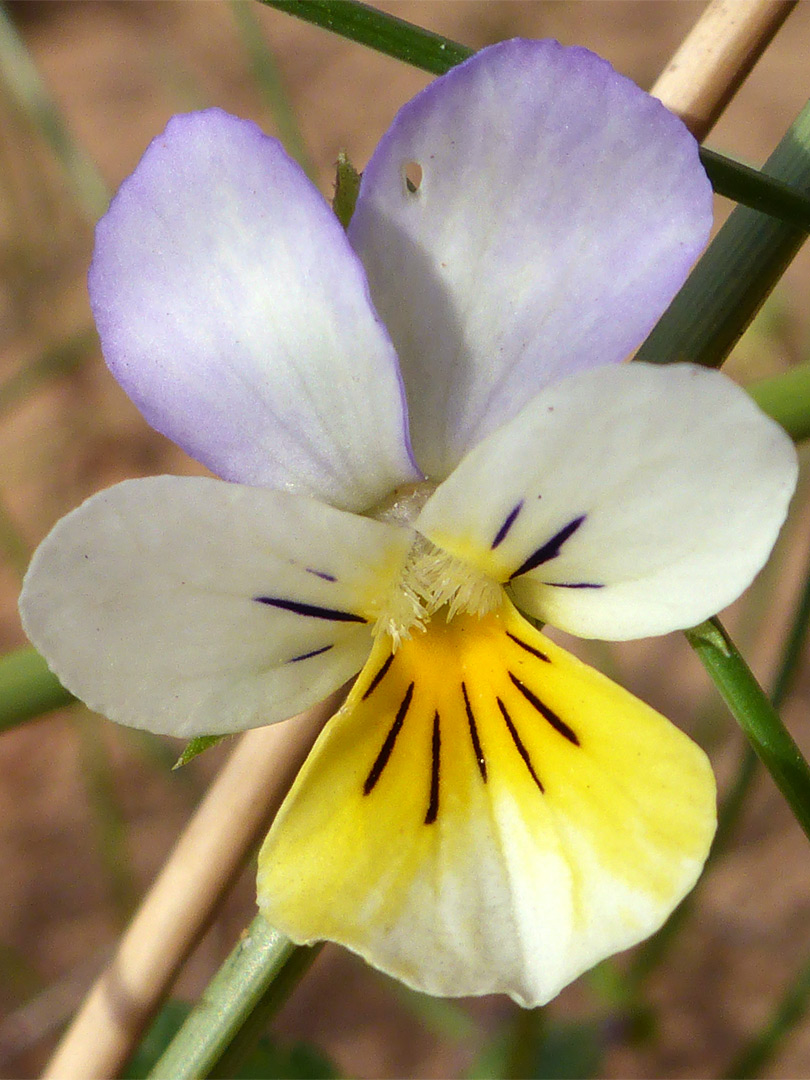 Purple, white and yellow flower