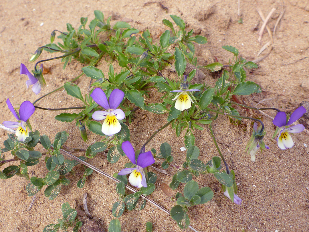 Group of flowers