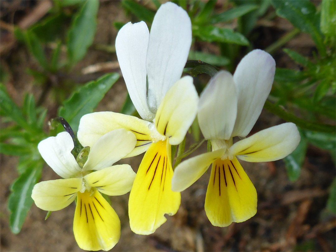 Three yellow flowers