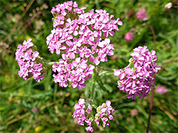 Pink flowerheads