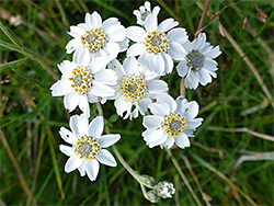 White flowerheads