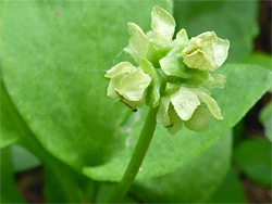 Inflorescence