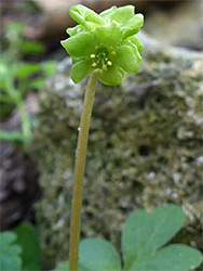 Moschatel