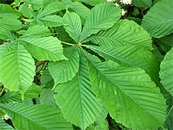 Compound leaves