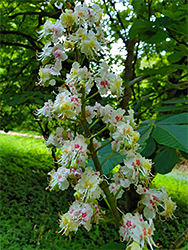 Elongated flower cluster
