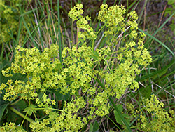 Dense flower cluster