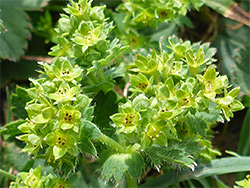 Many green flowers