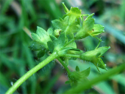 Sparsely hairy stem