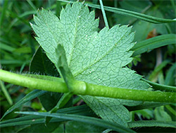 Leaf underside