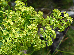 Dense flower cluster