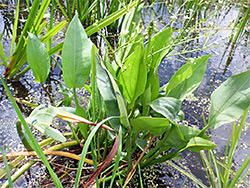 Clustered leaves