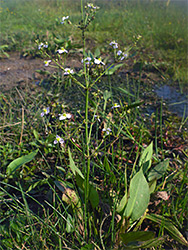 Branched stem