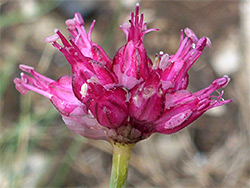 Allium sphaerocephalon