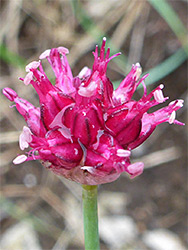 Flower cluster