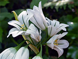 Three-cornered leek