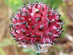 Inflorescence