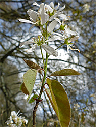 Leaves and flowers