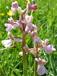 Pink orchid