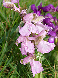 Pale pink flowers