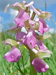 Pale-coloured flowers