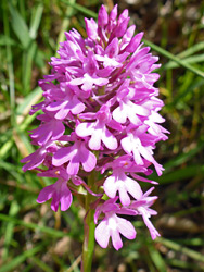 Flower cluster