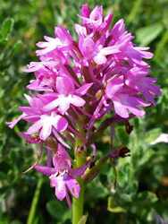 Bright pink flowers