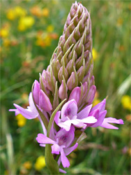 Pyramidal orchid