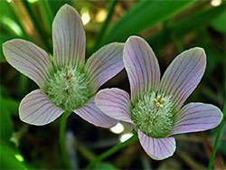 Two pale pink flowers