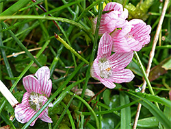 Stongly-veined petals