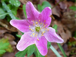 Pink flower