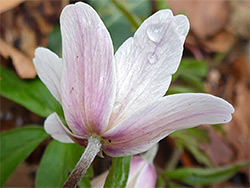 Pale pink sepals