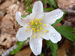 Raindrops on a flower