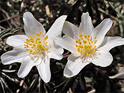 Pair of flowers