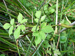 Pinnate leaves