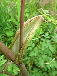 Sheathed leaf