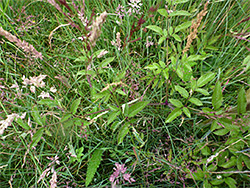 Long, compound leaf