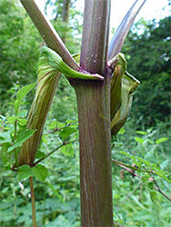 Purplish stem