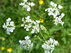 Anthriscus sylvestris