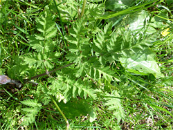 Pinnate leaves