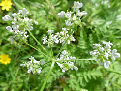 Tiny white flowers