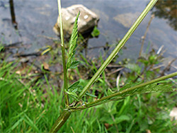 Cauline leaves